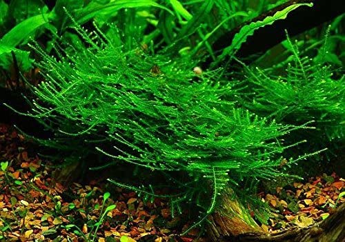 Moss for Aquariums | Live Aquatic Moss (Taiwan Moss, 1) - style: Taiwan Moss