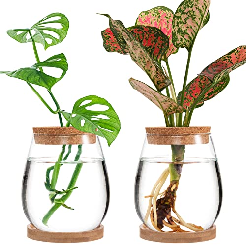 Plants Propagation Station, Gardening Gifts for Women Mom Plant Lovers | Biggun 2Pcs Desktop Plant Terrarium Glass Hydroponic Vases, Water Plant Jars (Water Drop Shape, Separated Tray Style)