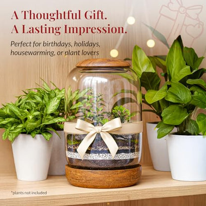 Exclusive Glass Terrarium with Natural Wood Lid and Base, Excellent for Plants and Decoration for Home or Office, Size: 8.7" Tall (22 cm) by 6.3" Wide (16 cm)