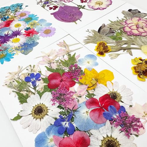 Cayway 4 Pack Pressed Flowers Natural Dried Flowers Colorful Resin Flowers Real Pressed Flowers for Resin Scrapbook DIY Art Crafts, Epoxy Resin Jewelry, Card Making Supplies, Style H - color: 4 Pack Pressed Flowers C