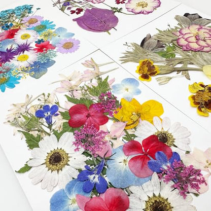 Cayway 4 Pack Pressed Flowers Natural Dried Flowers Colorful Resin Flowers Real Pressed Flowers for Resin Scrapbook DIY Art Crafts, Epoxy Resin Jewelry, Card Making Supplies, Style H - color: 4 Pack Pressed Flowers C
