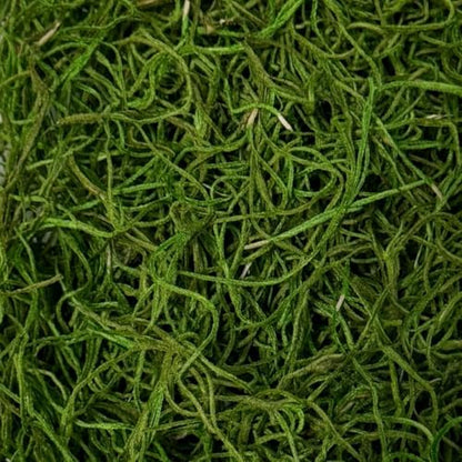 Preserved Spanish Moss 108.5 Cubic Inches-Apple Green