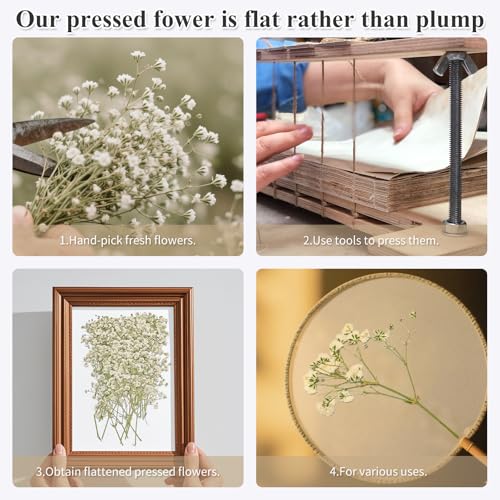 50Pcs Dried Pressed Baby's Breath Flowers Mini Gypsophila (White) - color: White