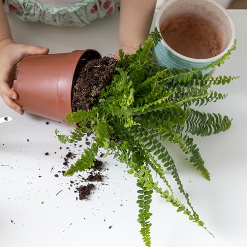 Doter Potting Soil Mix for Fern 4qt, Custom Hand Blended Mixture Suitable for Indoor/Outdoor Potted Fern Plant - size: 4qt