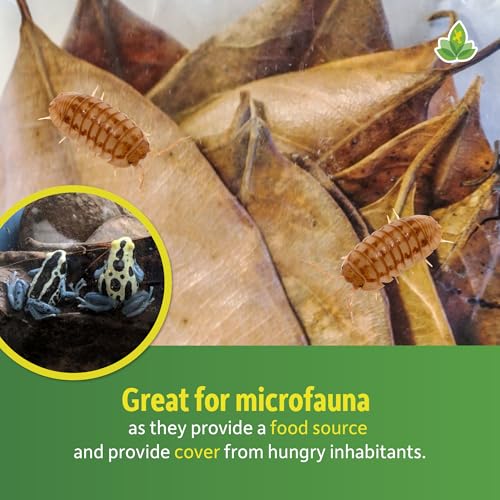Josh's Frogs Large Jackfruit Leaf Litter, 10 Count