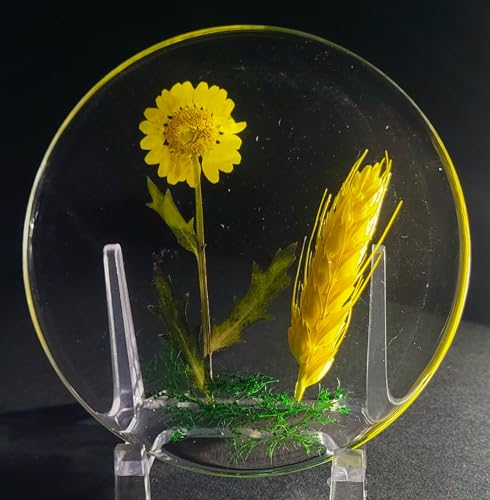 3.9" Real Golden Daisy Flower w/ Yellow Wheat in Clear Lucite Resin Specimen Office Home Table Wall Kitchen Party Decor Botanist Herb Herbarium Paperweight Botany Display Collection Gift + Stand - color: Golden Daisy Flower W/ Yellow Wheat