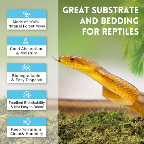 Riare 7 OZ Natural Sphagnum Moss for Reptiles, Terrarium Substrate Bedding | High Expansion, Moisture Retention, Helps Shedding, Long Fibered Dried Moss for Leopard Gecko, Snake, Frog, Turtle - color: 7 OZ
