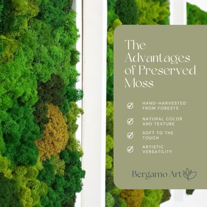 Bergamo Art 95g Preserved Reindeer Moss in Green - color: Green