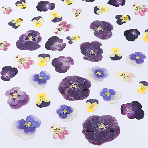 48 Pcs Mix Natural Dried Pressed Flowers for Cake Decorating, Real Dry Flower for Resin Jewelry Making, DIY Art Crafts - Johnny Jump Up | Perfect for Cocktail & Drink Garnishes; Wedding & Event Decor; Resin & Jewelry Making - color: Johnny Jump Up