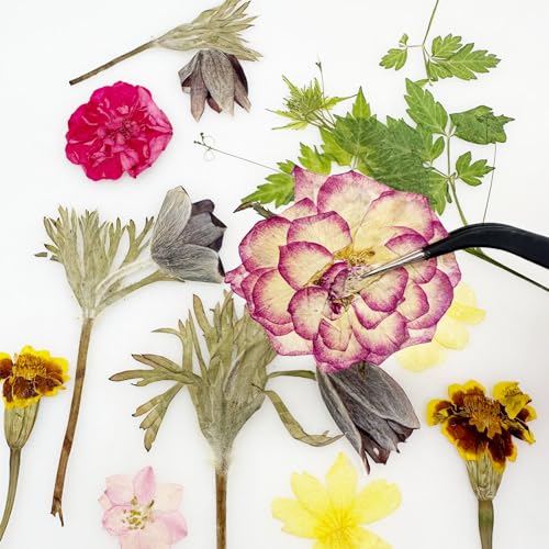 Cayway 4 Pack Pressed Flowers Natural Dried Flowers Colorful Resin Flowers Real Pressed Flowers for Resin Scrapbook DIY Art Crafts, Epoxy Resin Jewelry, Card Making Supplies, Style H - color: 4 Pack Pressed Flowers C