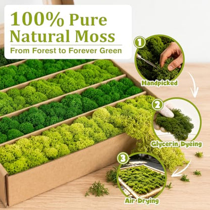 Preserved Reindeer Moss Mix, Natural Green, 1.1 lb | for Wall Art and Crafts