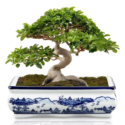 Villa Como 9" Large Blue and White Ceramic Bonsai Pot with Drainage Hole | Rectangular Bonsai Tree Pot Bonsai Planter for Indoor/Outdoor Use, Succulents, Cactis, Home, Patio, Garden, Chinoiserie Decor - size: 9"x5.1"x2.7"