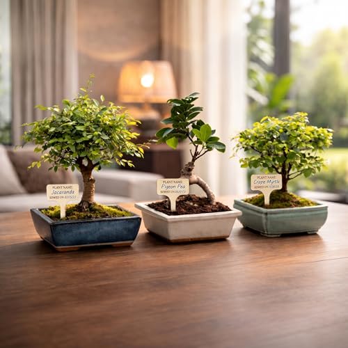 Avergo Bonsai Starter Kit – Growing Jacaranda Bonzai Tree