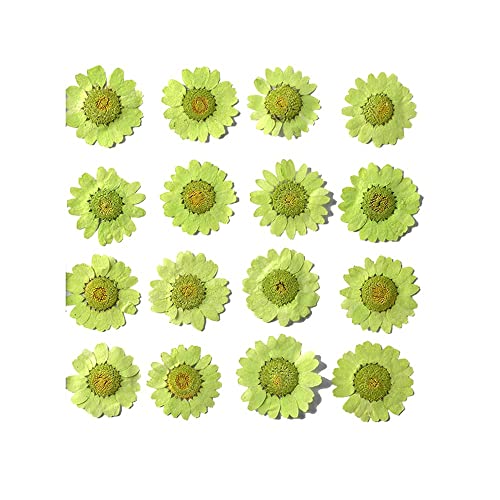 50pcs Natural Dried Daisy Flower, Vacuum Packaging, Pressed Flower for House Decoration, Jewelry Making, Phone case Decoration (Light Green) - color: Light Green