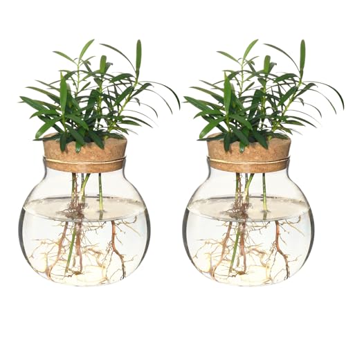 Plant Propagation Station,Hydroponic Terrarium Vase,Desktop Glass Planter Station,for Houses,Garden Decorations,ropagating Hydroponic Plants,Centerpiece Office,Home Garden Decor (2)