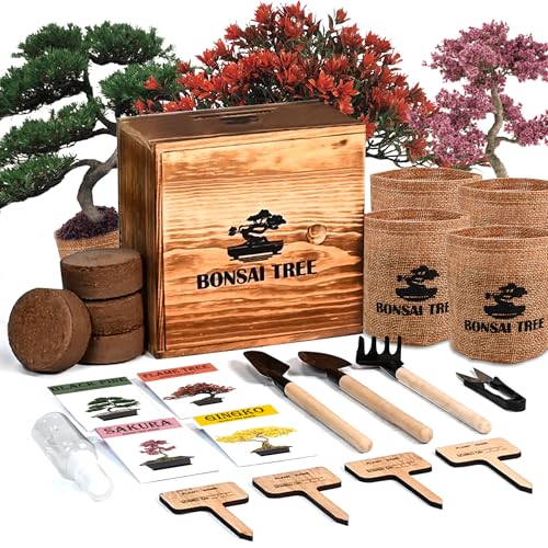 Bonsai Garden Starter Kit, 4 Seeds Growing into Sakura, Ginkgo, Black Pine, Red Flame, Including Complete Gardening Tools & A Planter Box with Cover for Men Women Beginners