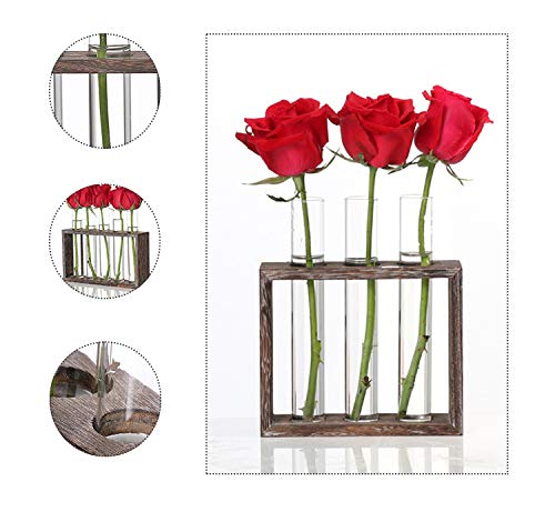 Kingbuy 3 Pack Glass Test Tube Propagation Vase Hydroponic Cuttings Planter