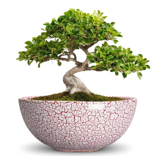 Bonsai Planter, 8 Inch Ceramic Succulents Planters, Texture Red | Round Planter Bowl with Drainage Hole, Bonsai Pots for Indoor Plants Outdoor, Cactus Pot, Office Decor, Gifts for Women - color: Texture Red-1, size: 8 Inch