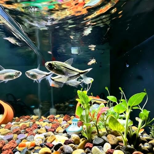Aquarium Gravel, 10lbs Fish Tank Rocks, 1.2-2.4 inches | Aquascape Substrate for Turtle Tank, River Rocks, Safe for Aquariums, Terrariums - size: 1.2 - 2.4 inches