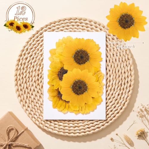 Roowest 12 Pcs Dried Pressed Flowers for Resin Real Natural Sunflower Petals for Jewelry Candle Soap Making DIY Art Craft Scrapbooking Supplies (3.94–5.51 Inches) - size: 3.94–5.51 Inches