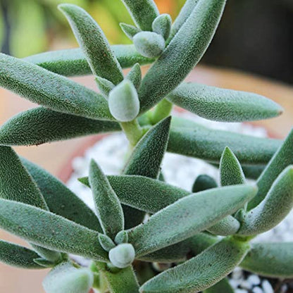 Crassula Mesembryanthemoides Tenelli 2'' + Clay Pot - Unique Collection of Live Crassula Succulents Easy to Grow Indoor House Plant, Fully Rooted in 2/4/6 inch Size - color: Crassula Mesembryanthemoides Tenelli, size: 2'' + Clay Pot