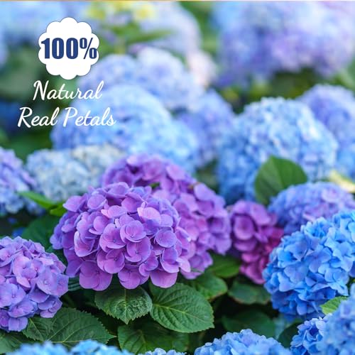 96 Pcs Pressed Edible Flowers, Blue, Flower Style | Natural Dried Flowers for Cake Topper Cupcake, Cocktails Garnish, Resin Jewelry DIY, Soap, Candle Making Art Crafts - color: Blue, style: Flower Style