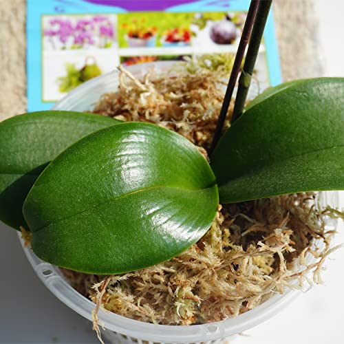 Sphagnum Moss 34QT for Plant Propagation, Great Orchid Potting Mix, Help with Maintain Humidity, 10oz - size: 10 oz