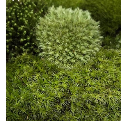 Live Terrarium Moss Assortment