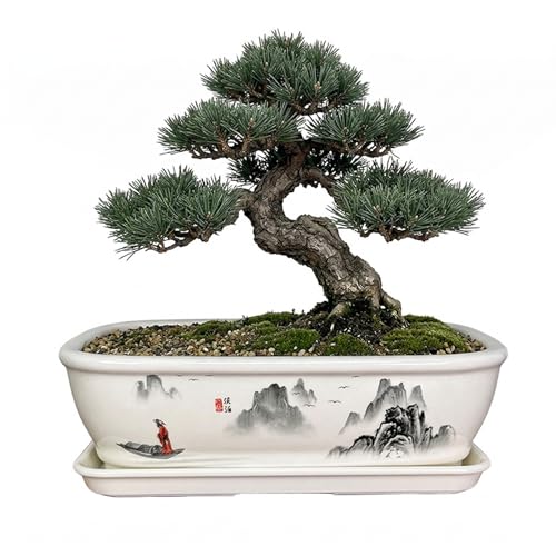 8" Bonsai Pots with Tray, Rectangular Planter in Blue & White - color: White Ink Landscape Painting