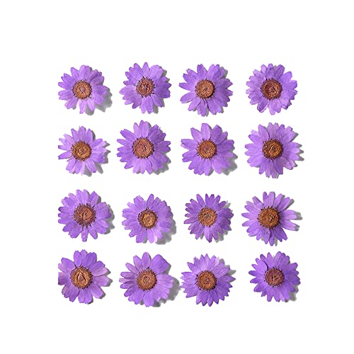 50pcs Natural Dried Daisy Flower, Vacuum Packaging, Pressed Flower for House Decoration, Jewelry Making, Phone case Decoration (Purple) - color: Purple