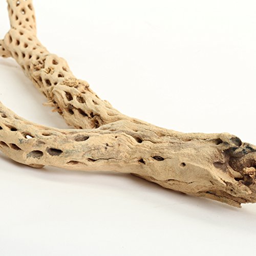 Koyal Wholesale 24" Cholla Wood Aquarium Leopard Gecko Tank Accessories Untreated Large Driftwood for Aquarium Wood Hermit Crab Accessories Drift Wood for Shrimp Tank Gecko Accessories - size: 24-Inch