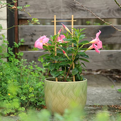 COLOtime 3Pack Bamboo Trellis 16 Inch Ladder Shaped Small Plant Trellis for Indoor Potted Plants Climbing Monstera Orchid Vine Hoya Houseplant - size: Ladder shaped, 3 Pack