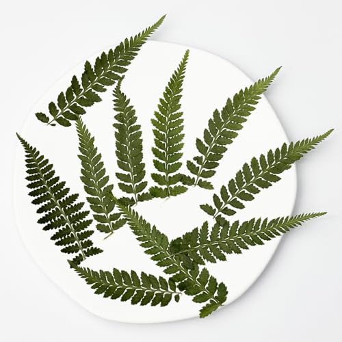 50 pcs Real Pressed Dried Leaves HOU Tui Jue for Greeting Cards Resin Craft DIY Art Floral Decors - color: Hou Tui Jue Leaf(50pcs/Pack)