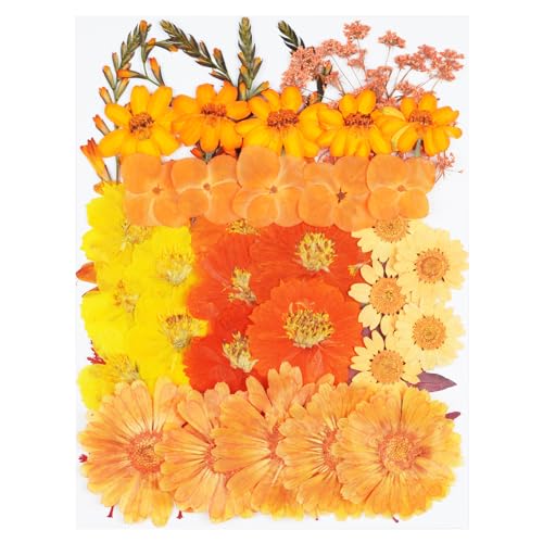 50Pcs Large Fall Dried Pressed Flowers for Crafts,Xinxinran Orange Dry Flowers Kit for Resin Molds,Epoxy Resin Accessories,Bookmark,Jewelry Molds,Candle Making Supplies,Soap,Frame - color: Large Orange 50pcs