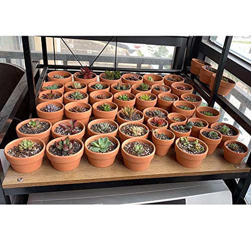 Yishang 2.7 Inch Shallow Terracotta pots,Small Hand Craft Nursery Plant Pot,Mini Clay Cactus/Succulent/herb Container with Drain Hole for Seeding - Set of 30 - size: 2.7 inches