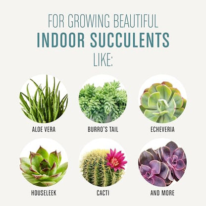 Miracle-Gro Succulent Potting Mix - Potting Soil Mix for Indoor Succulents, Aloe Vera and More, Made with Miracle-Gro Plant Food, 4 qt. (Pack of 10) - size: 10 Pack, style: Succulent