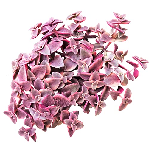 Calico Kitten Crassula 2 inch - Unique Collection of Live Crassula Succulents Easy to Grow Indoor House Plant, Fully Rooted in 2/4/6 inch Size - color: Calico Kitten Crassula, size: 2 inch