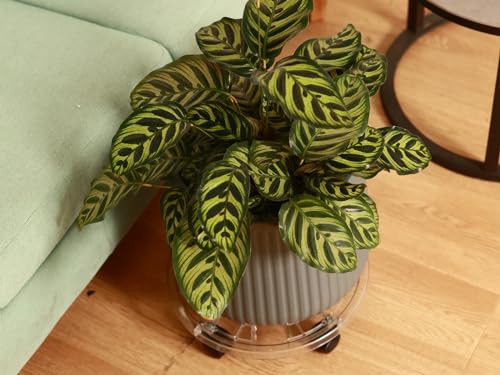 4 Packs 11.8 Inches Large Clear Plant Caddy Plant Saucers on Wheels Rolling Plant Stands Heavy-duty Plant Dolly Plastic Planter Roller Base Pot Movers Outdoor Plant Tray Coaster - size: 11.8 inch