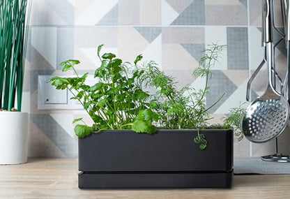 D'vine Dev 2-Pack Rectangular Planters, 12 x 4.5 in, Black, 76-X-B-2 - color: Black