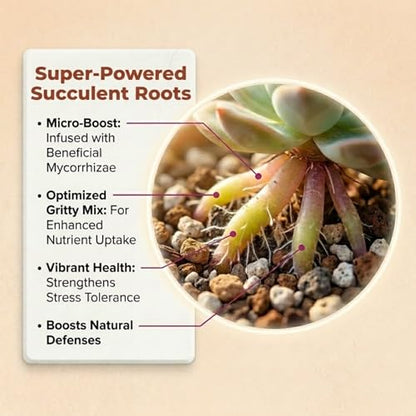 Molly's Succulent Potting Mix, Cactus and Bonsai Gritty Blend, 3 Dry Quarts - size: 3 Dry Quarts, style: Succulents & Cacti