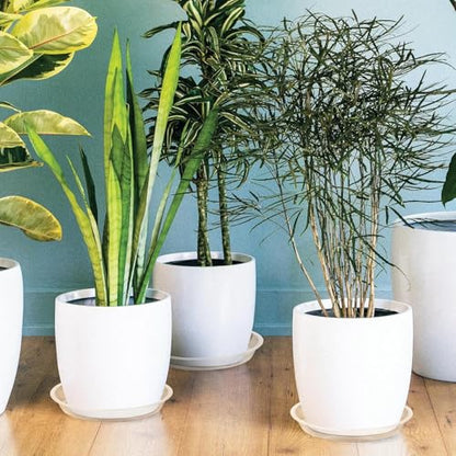 5 Pack Clear Plant Saucer, 4 5 6 8 10 12 14 16 18 20 22 Inch Durable Plastic Water Catcher Trays for Flower Pots, Plant Drip Trays for Indoor Outdoor Planter (5 inch) - size: 5 inch