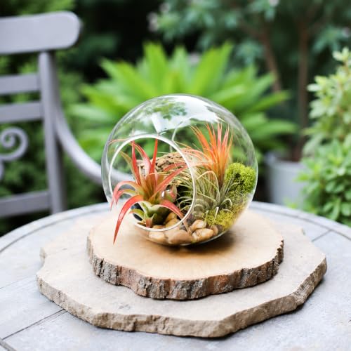 Succulents Box DIY Large Globe Air Plant Terrarium Kit – Live Succulent Succulent Plant, Indoor & Outdoor (Default Title)