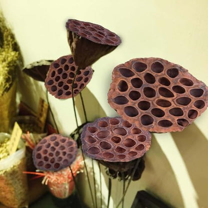 Dried Lotus Pods Pack of 25 Pods for Floral Arrangement and Home Decor,Natural Seed Heads for Vase Fillers, Dried Flower Centerpieces