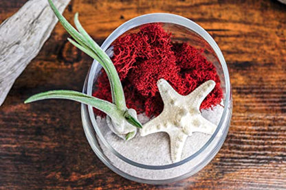 5 Inch Glass Slant Bowl Air Plant Terrarium Complete Kit with White Sand, Live Air Plant, Colorful Reindeer Moss and Starfish (Red) - color: Red