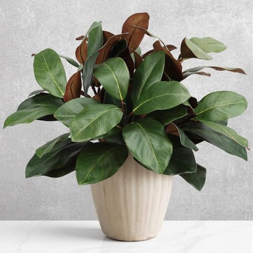 N&T NIETING 6 Pcs Faux Magnolia Stems, 22 Inch Artificial Magnolia Leaves Branches Greenery Stems Pick Fake Magnolia Leaf Twigs for Vase Filling Home Farmhouse Table Centerpiece Decor