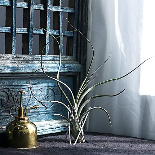 4 Packs Airplant Plants Holder Metal Base Geometric Air Plants Stand Tabletop Air ferns Planter Rack White Tillandsia Display Containers Himmeli Decor . - color: White