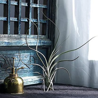 4 Packs Airplant Plants Holder Metal Base Geometric Air Plants Stand Tabletop Air ferns Planter Rack White Tillandsia Display Containers Himmeli Decor . - color: White