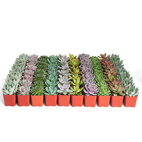 Shop Succulents Rosette Succulent Plant Pack Bulk Collection - Live Mini Succulent Plants, Low Maintenance, Floral Shaped Mix of Colors & Textures - Wedding and Party Favors, Gift & Garden, Pack of 32 - size: 32-Pack
