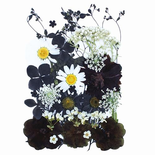 30Pcs Dried Pressed Flowers for Resin DIY Art Crafts Natural Dry Floral Daisy Epoxy Jewelry Real Flower Decor Cakes Bookmarks Phone Cases Candles Handmade Soap Black&White - color: Black&white E