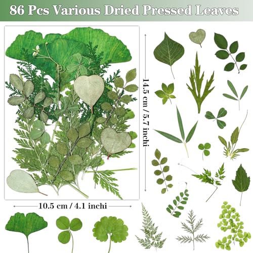 86Pcs Dried Pressed Flowers Leaves for Crafts, Real Natural Dried Leaves Pressed Leaves Bulk Dry Leaves for Resin, DIY Art, Jewelry, Candle & Soap Making, Scrapbook Bookmarks Ideas – Tweezers Included - color: Green 86pcs